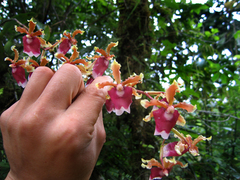 Oncidium fuscatum