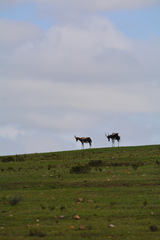 Damaliscus pygargus pygargus
