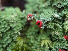 Cladonia didyma