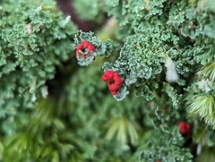 Cladonia didyma