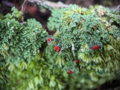 Cladonia didyma