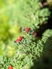 Cladonia didyma