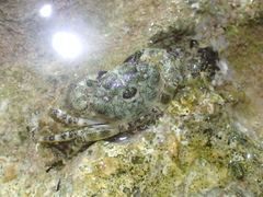 Thalamitinae