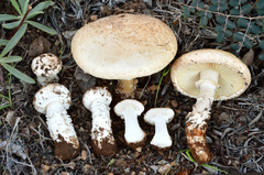 Saproamanita