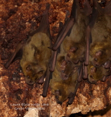 Artibeus jamaicensis