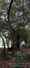 Ficus cotinifolia
