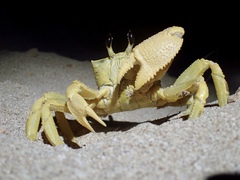 Ocypode convexa
