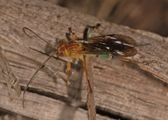 Theronia maculosa