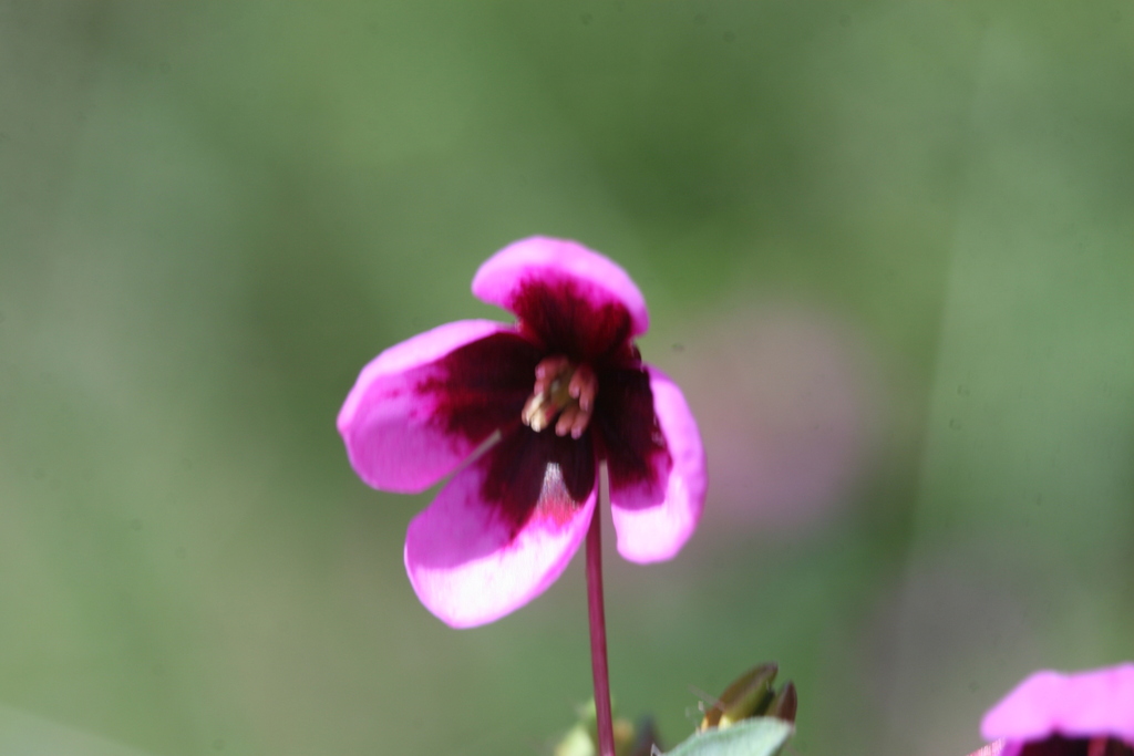 Tetratheca pilifera