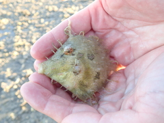 Chaetodermis penicilligerus