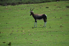 Damaliscus pygargus pygargus