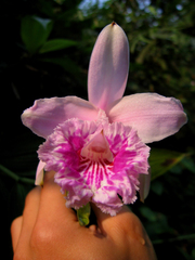 Sobralia rosea