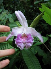 Sobralia rosea