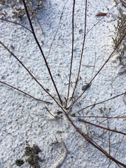 Polygonella basiramia