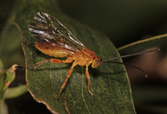 Theronia steindachneri