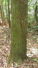 Calophyllum longifolium