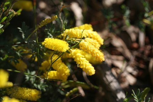 Image of Acacia drummondii by (c) Benjamin Anderson, some rights reserved (CC BY)