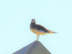 Ichthyaetus hemprichii