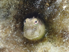 Glyptoparus delicatulus