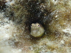 Glyptoparus delicatulus