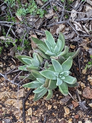 Dudleya lanceolata