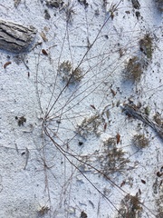 Polygonella basiramia