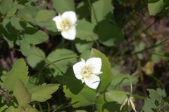 Calochortus apiculatus