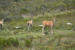 Tragelaphus oryx oryx