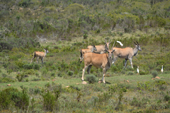 Tragelaphus oryx oryx