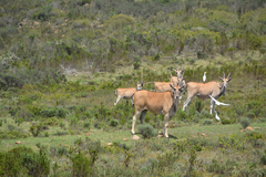 Tragelaphus oryx oryx