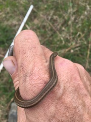 Thamnophis brachystoma