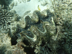 Tridacna