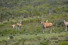 Tragelaphus oryx oryx