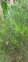 Darwiniothamnus tenuifolius