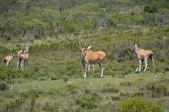 Tragelaphus oryx oryx