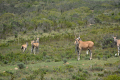 Tragelaphus oryx oryx