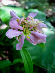 Sabatia capitata