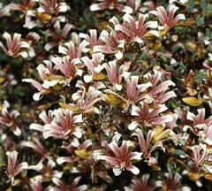 Marianthus bicolor