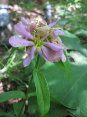 Sabatia capitata