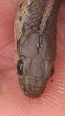Thamnophis brachystoma