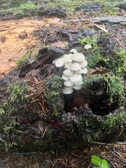 Mycena laevigata