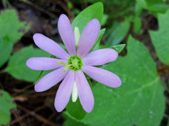 Sabatia capitata