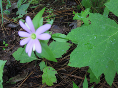 Sabatia capitata