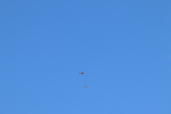Buteo brachyurus
