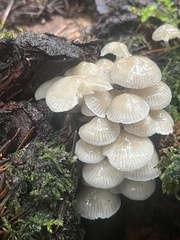 Mycena laevigata