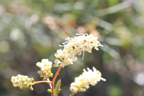 Image of Grevillea synapheae by (c) Benjamin Anderson, some rights reserved (CC BY)