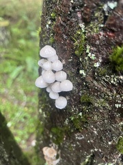 Mycena laevigata