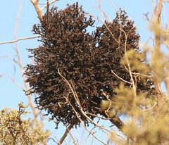Phoradendron juniperinum