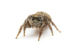 Habronattus cambridgei