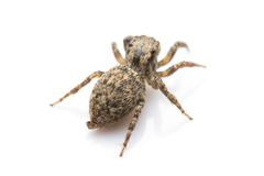 Habronattus cambridgei